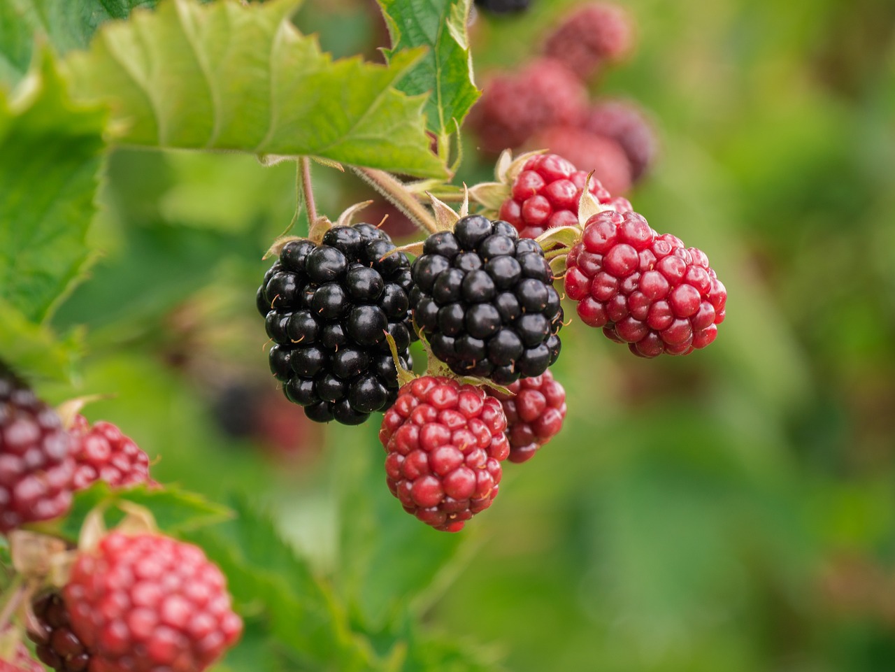 Goji berry faydaları Goji berry faydaları