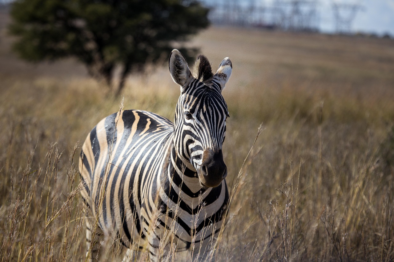 Zebra Perde Modelleri