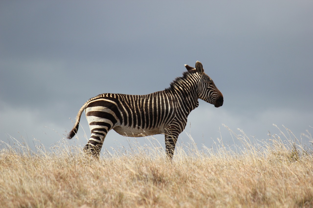 Yeni Trend Zebra Perde Modelleri